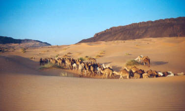 Caravane dans le désert Mauritanien Caravane dans le désert Mauritanien